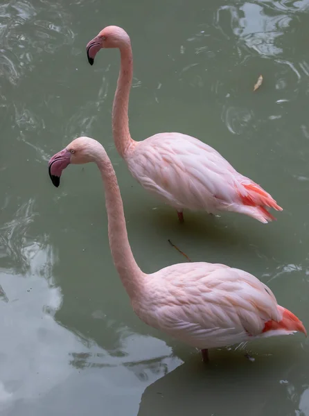 Flamingo Rosa Lago — Fotografia de Stock