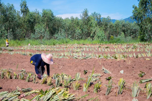 Rolnych gospodarstwa pracowników ananas pola Zdjęcia Stockowe bez tantiem