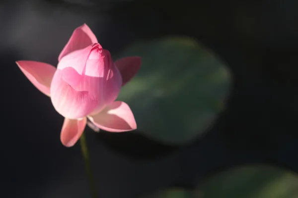 盛开的粉红荷花 — 图库照片