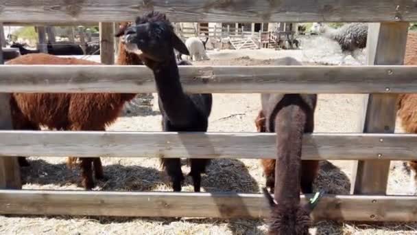 Alpacas Amigáveis Uma Fazenda Alpaca — Vídeo de Stock