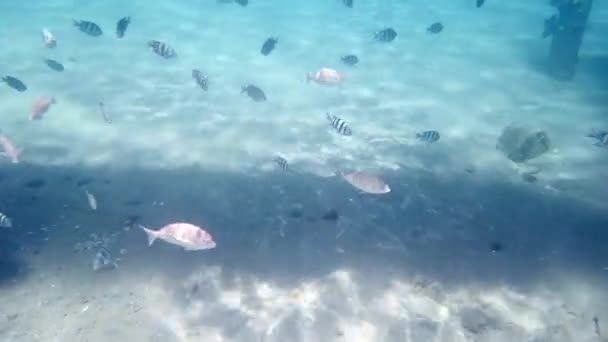 Mundo Submarino Del Mar Rojo Con Hermosos Peces Agua Clara — Vídeo de stock