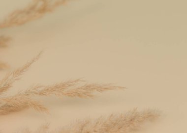 Pampas otunun bulanık arkaplanı. Arka plan boho. Minimalist. Alçak alan derinliği..