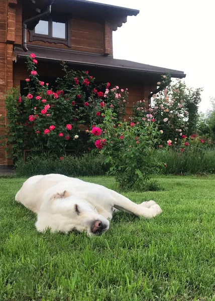 Pes Plemeno Alabai Central Asian Shepherd Dog Odpočívá Trávníku Před — Stock fotografie