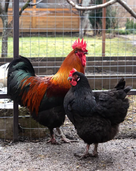 A colorful rooster with his black chicken on a walk in the garden. Rooster and chicken breed Maran. Veretical shot.