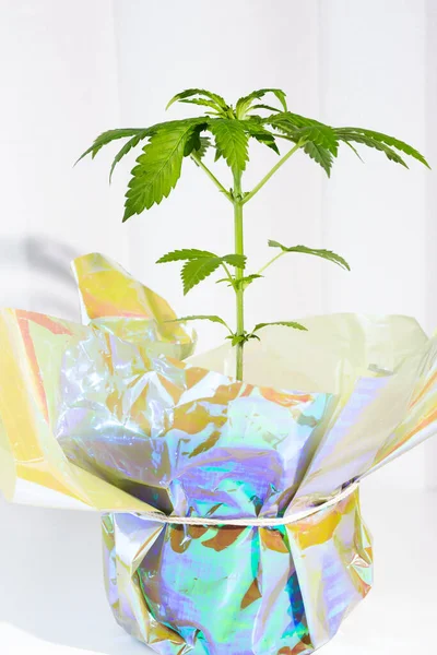 Cannabis növény egy virágcserépben, holografikus fóliába csomagolva. Ajándék ötlet. Jogilag termesztett kannabisz. — Stock Fotó
