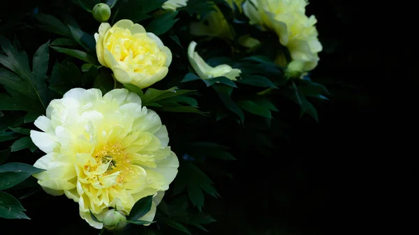深绿色背景上美丽的黄色牡丹。横幅或贺卡. — 图库照片