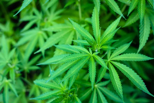 Vackra cannabisblad grönt lövverk naturlig blommig marijuana bakgrund i solljus. — Stockfoto