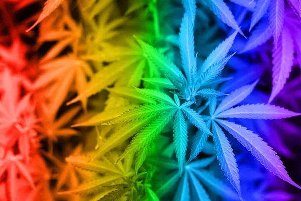 Marihuana bladeren achtergrond getint in regenboog kleuren. legalisering van cannabis — Stockfoto