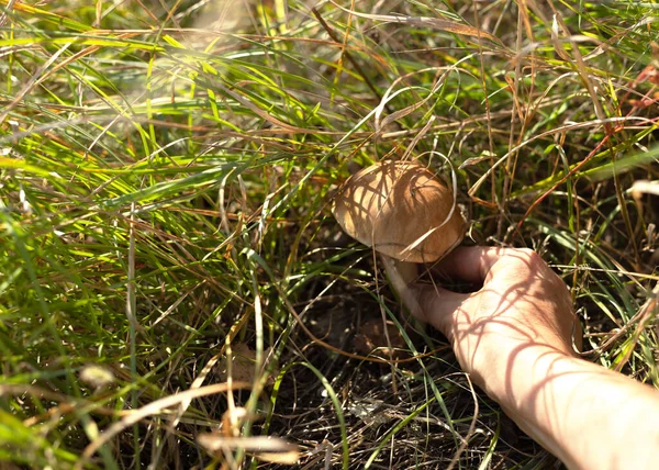 Woman Hand Gather Forest Moshrooms Wild Food Good Alternative Meat — Stock Photo, Image