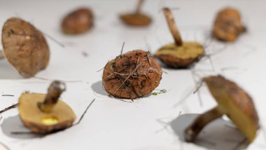 Beyaz arka planda orman mantarları. Vahşi yemek et için iyi bir alternatiftir. Mantar avı mevsimi.