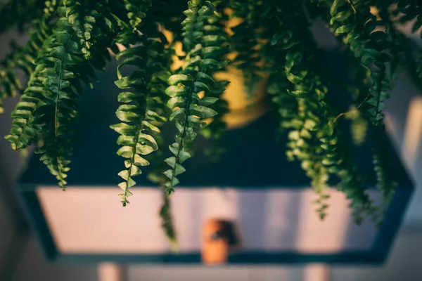 Grön Krukväxt Inomhus Ett Färgglatt Träbord — Stockfoto