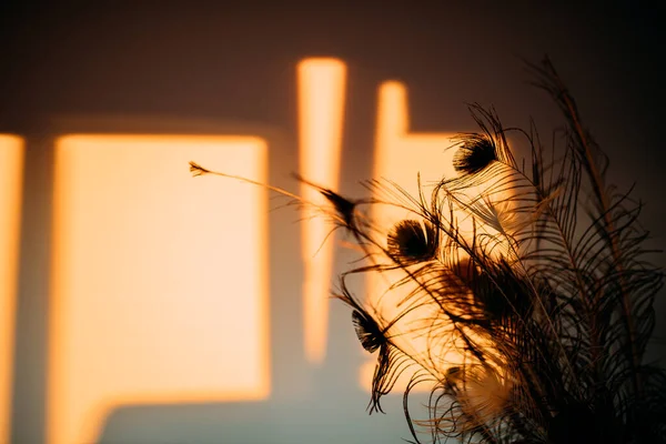 Sylwetki Pawie Pióra Tworzące Abstrakcyjny Obraz Nastroju Zachodzie Słońca — Zdjęcie stockowe