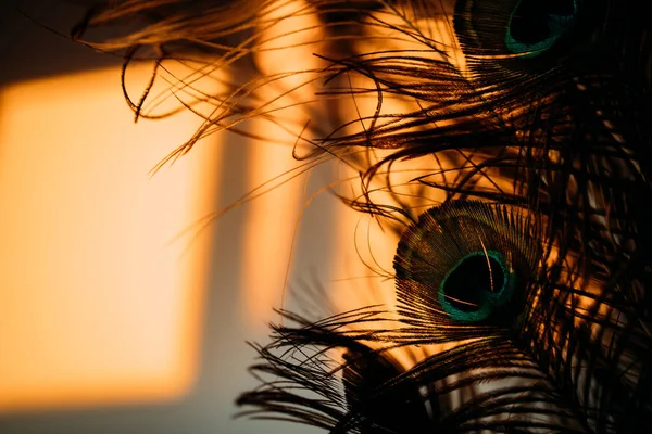 Силуэты Павлиньих Перьев Создают Абстрактный Образ Настроения Закате — стоковое фото