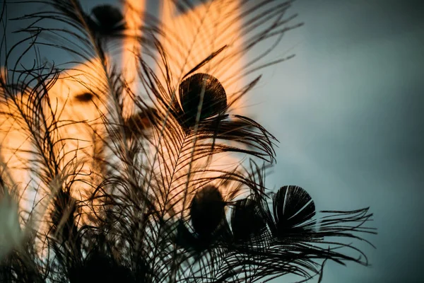 Silhuetter Påfågelfjädrar Skapar Abstrakt Stämningsbild Vid Solnedgången — Stockfoto