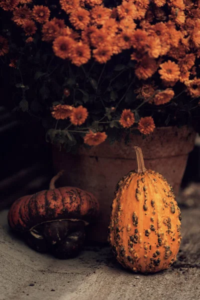 Autumn Composition Pumpkins Thanksgiving Day — Zdjęcie stockowe