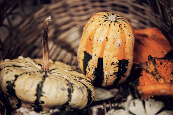 Decorative Autumn Pumpkins Basket — Zdjęcie stockowe