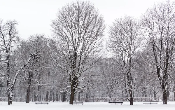 Nieve en el parque — Foto de Stock