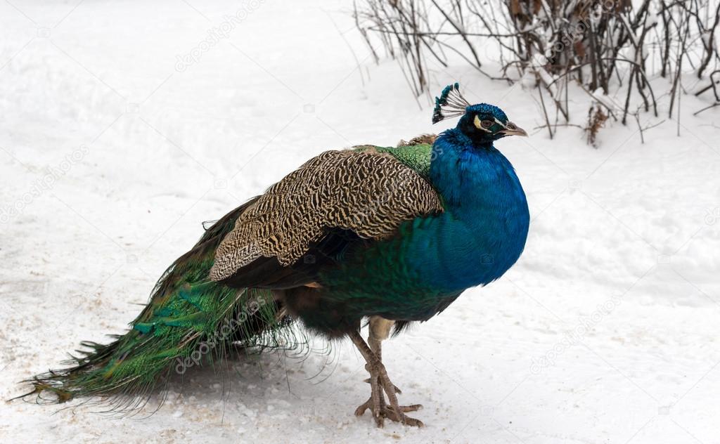 Peacock walking on snow