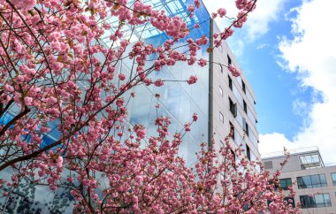 Pembe çiçekli ağaç cam duvar çerçevede