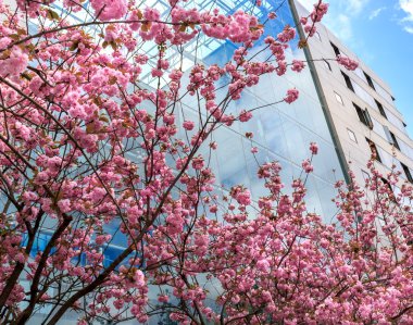 Pembe çiçekli ağaç cam duvar arka planı