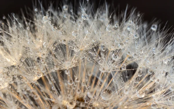 Close up dandelion (Taraxacum) with droplets, with soft focus — Stock Photo, Image