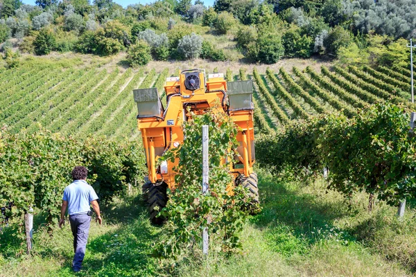 Sběr ve vinici hrozny — Stock fotografie