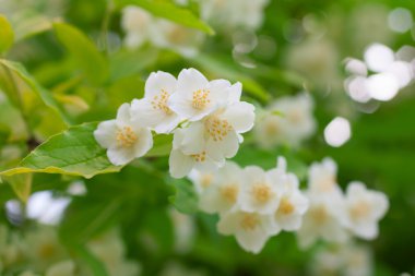 Branch of beautiful white jasmine flowers