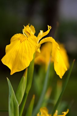 Brightful yellow iris on natural background