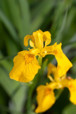 Brightful yellow iris on natural background