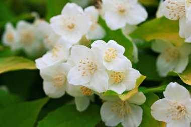 Branch of white jasmine flowers.Macro photography.