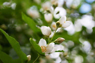 Branch of white jasmine flowers.Macro photography.