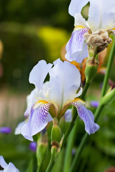 Iris brillante sobre fondo natural — Foto de Stock