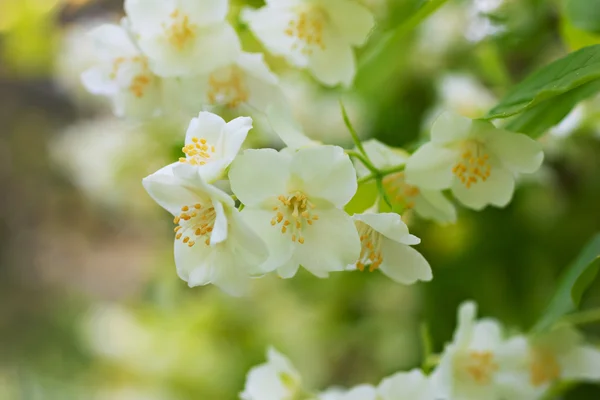 Branch of beautiful white jasmine flowers — Stock Photo, Image