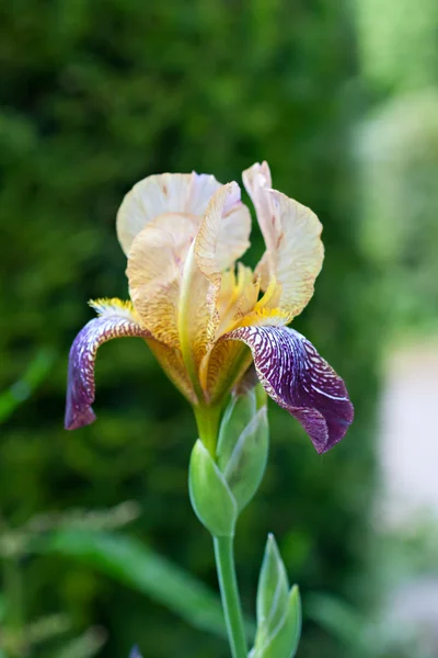 Iris germanica brillante sobre fondo natural — Foto de Stock
