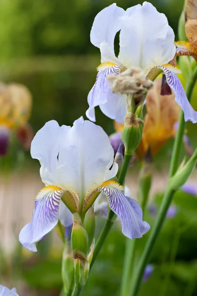 Iris brillante sobre fondo natural — Foto de Stock