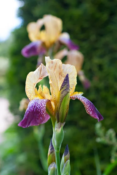 Iris germanica brillante sobre fondo natural — Foto de Stock