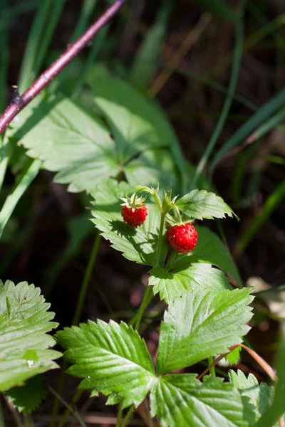 Wild strawberry bush with ripe berries and green leafs close-up Royalty Free Stock Images