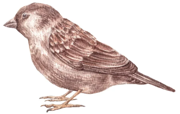 Watercolor drawing bird. sparrow — Stock Photo, Image