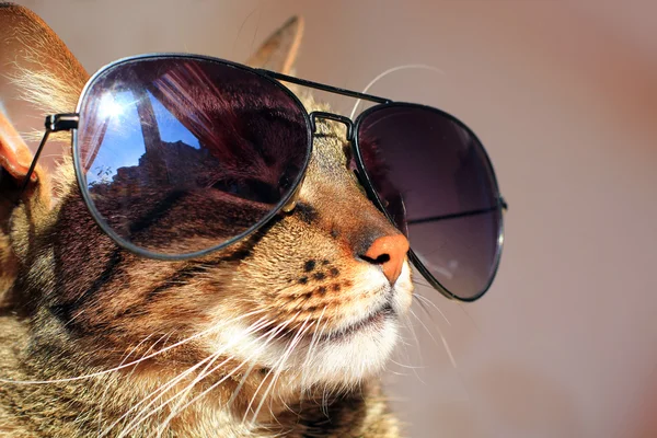 Cat wearing sunglasses — Stock Photo, Image