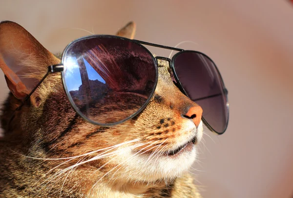 Cat wearing sunglasses — Stock Photo, Image