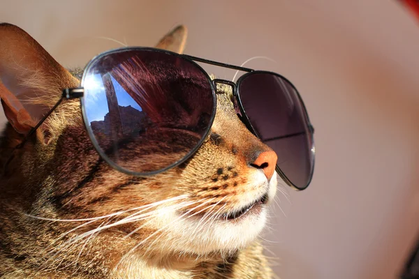 Katze mit Sonnenbrille — Stockfoto