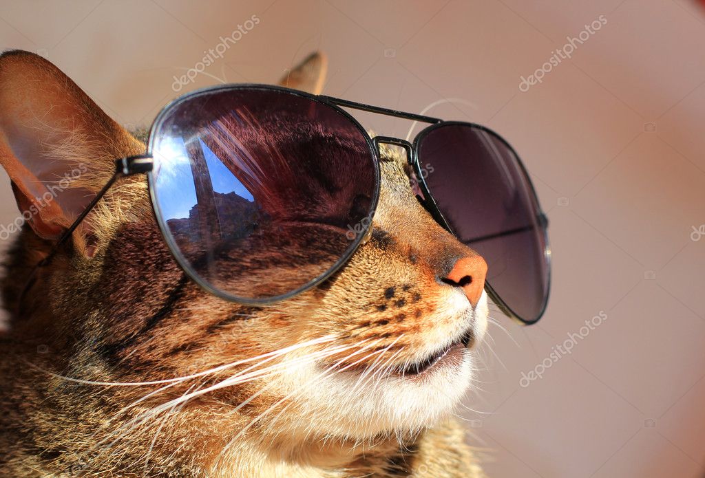 sunglasses cats
