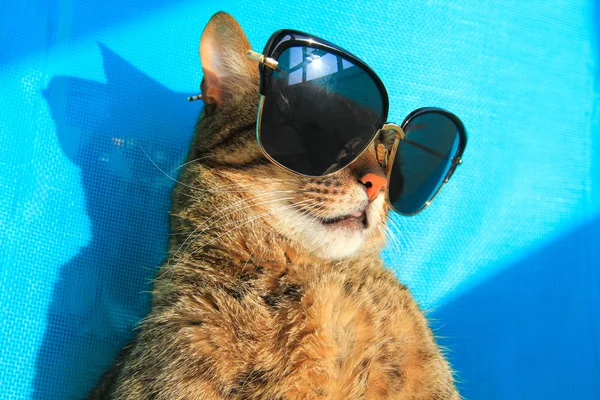 Gatto che indossa occhiali da sole in vacanza — Foto Stock