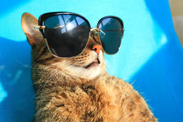 Katze mit Sonnenbrille im Urlaub — Stockfoto