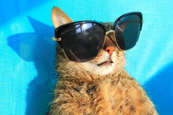 Gatto che indossa occhiali da sole in vacanza — Foto Stock