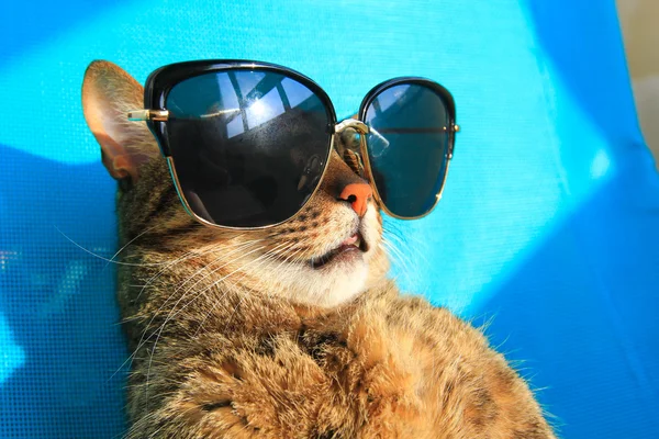 Gatto che indossa occhiali da sole in vacanza — Foto Stock