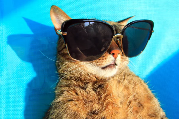 güneş gözlüklü tatile kedi