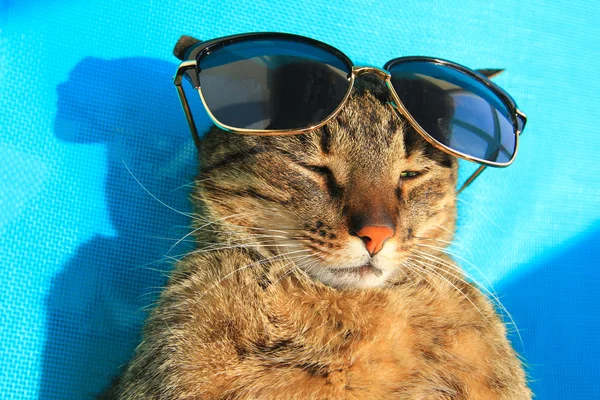 휴가에 태양 안경을 착용 하는 고양이 — 스톡 사진