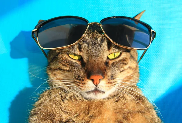 Cat wearing sun glasses on vacation — Stock Photo, Image