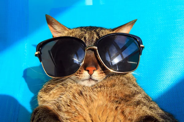 Cat wearing sun glasses on vacation — Stock Photo, Image